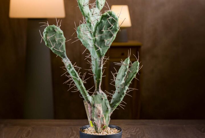 Pianta-Cactus-Finta-Vista-Frontale