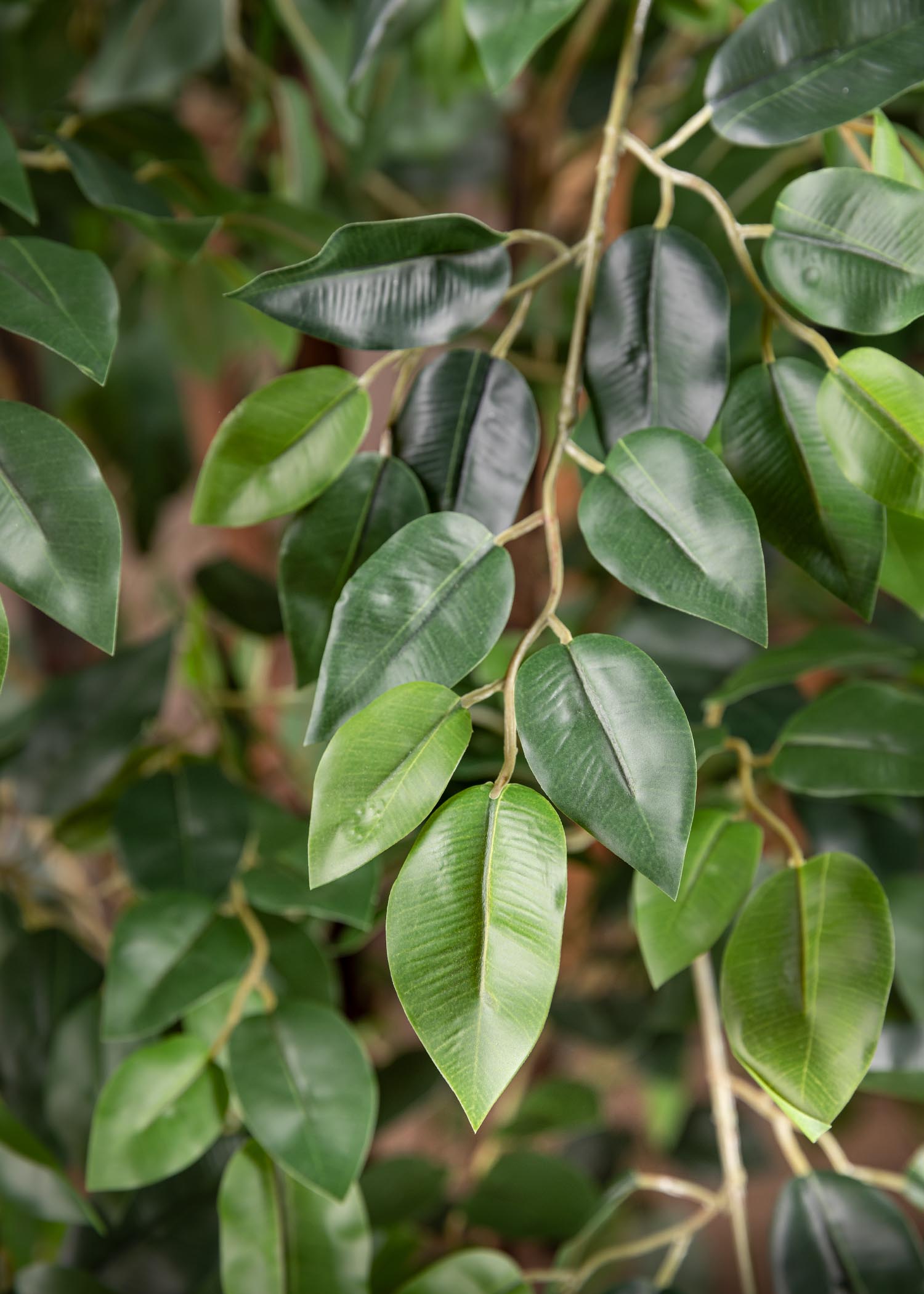 Ficus benjamin artificiale – dettaglio foglie realistiche