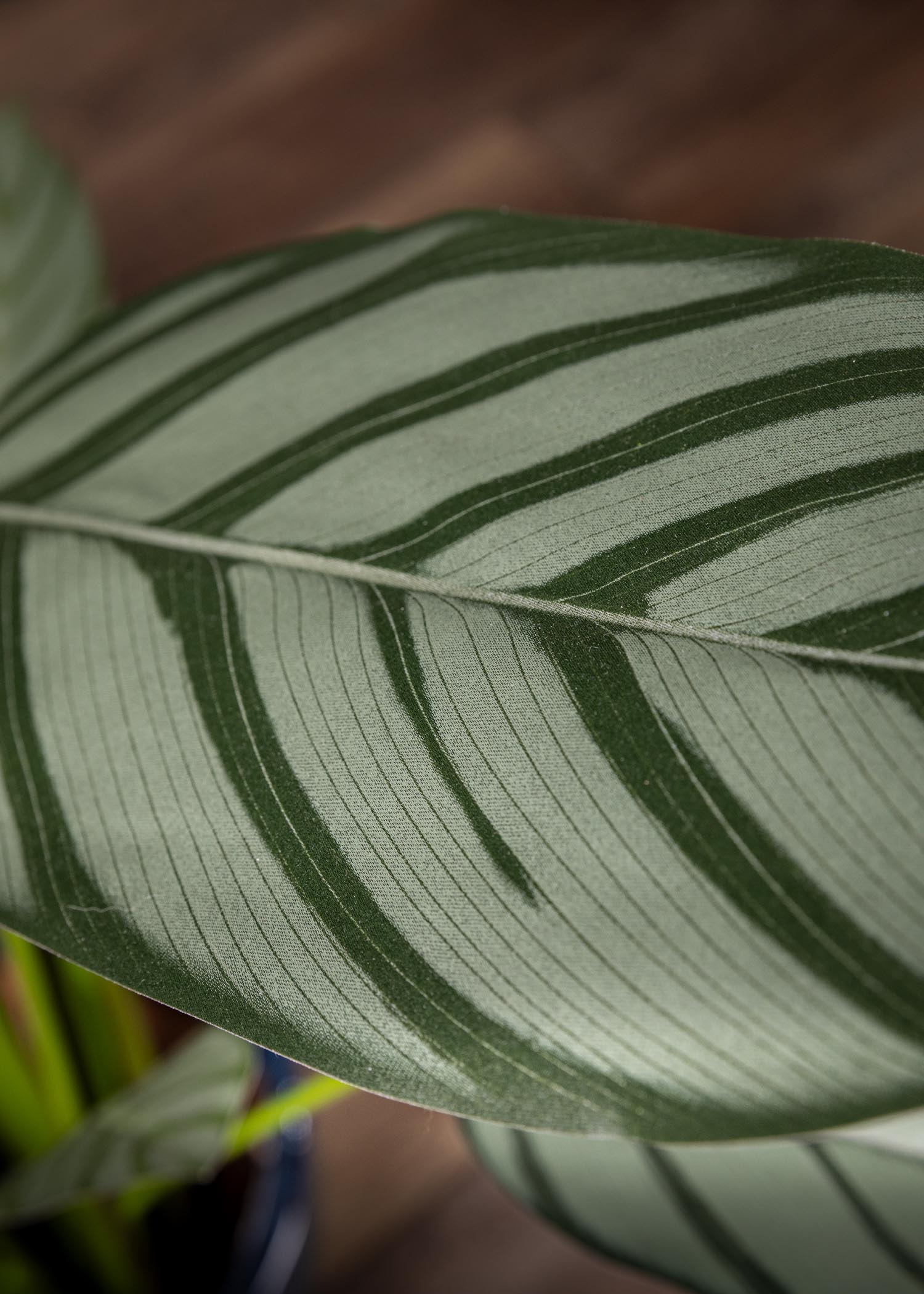 Foglia di maranta artificiale con venature realistiche