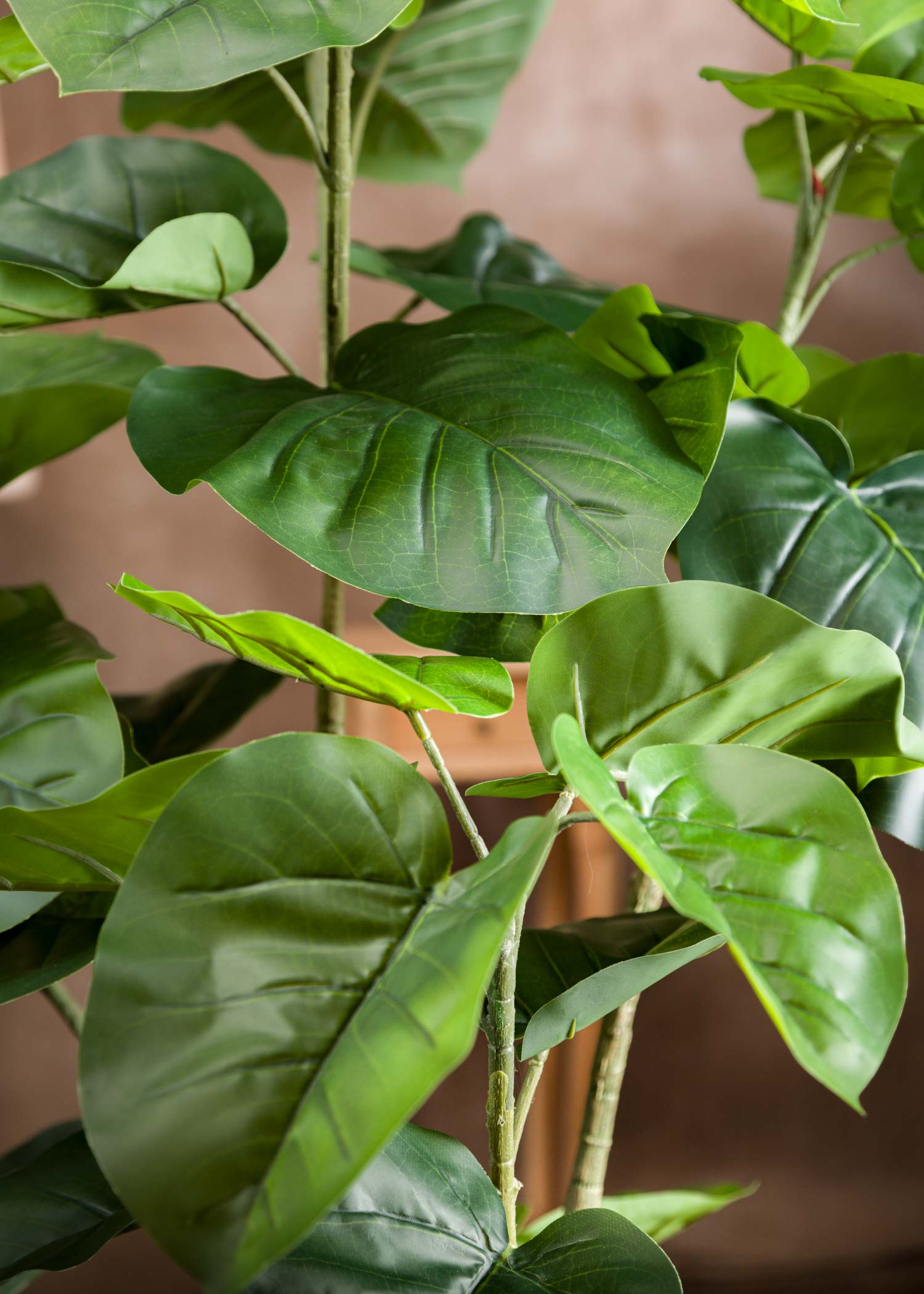Dettaglio-Foglia-Pianta-Ficus-Umbellata
