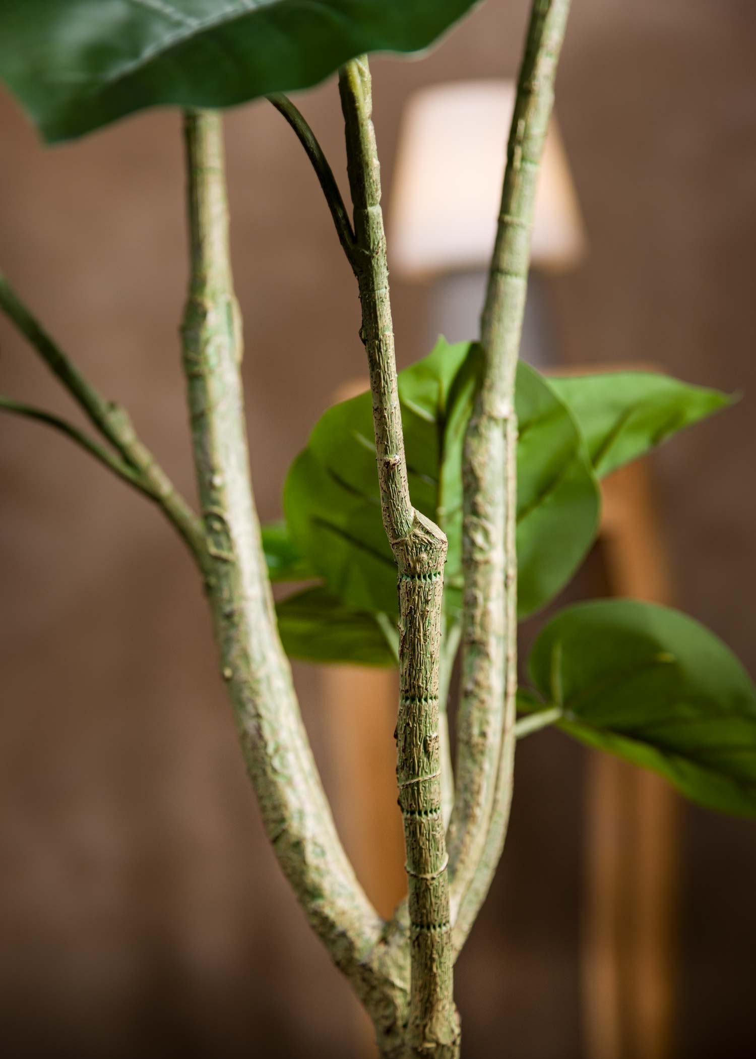 Particolare-Ramificazione-Tronco-Pianta-Ficus-Umbellata