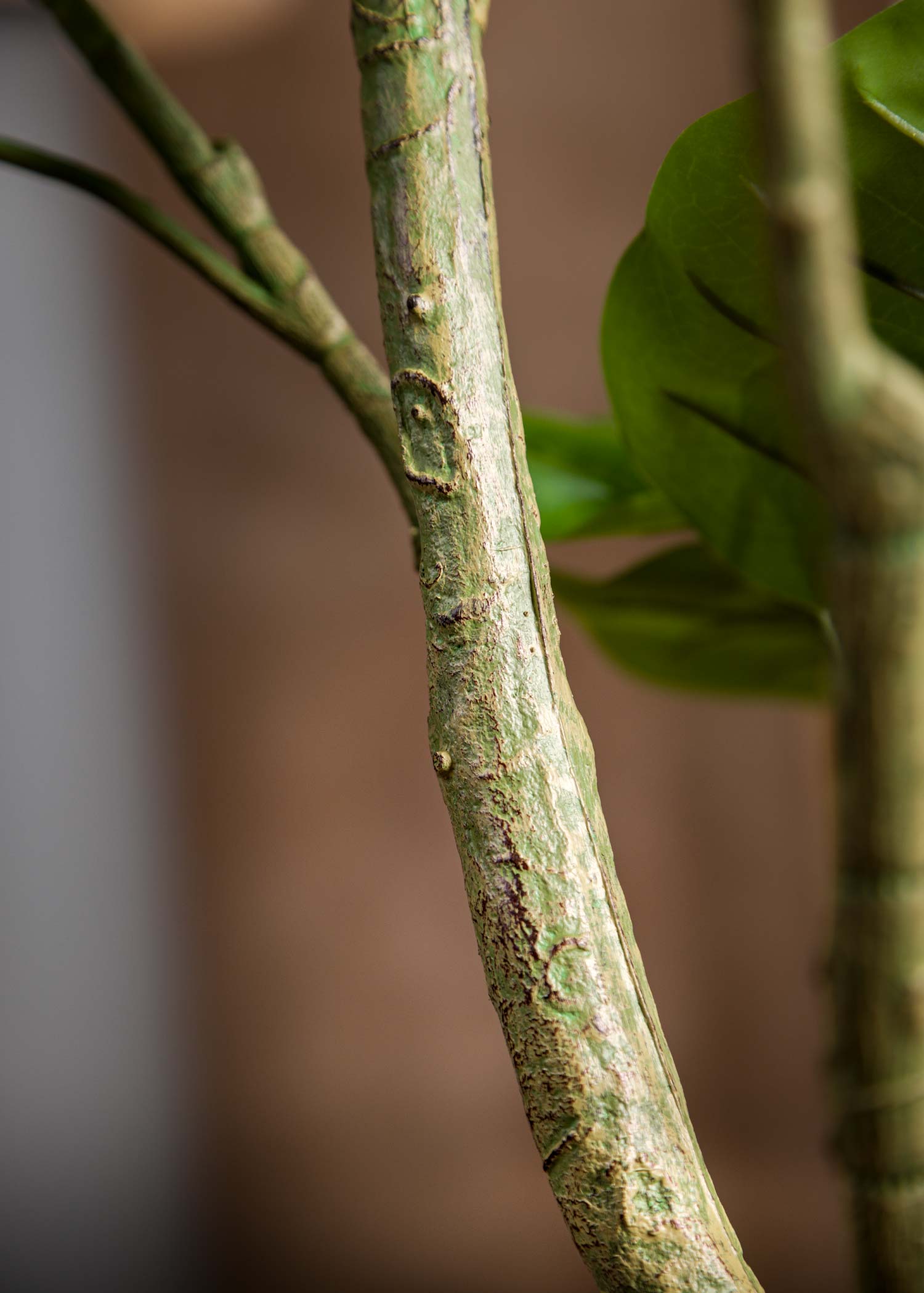 Ingrandimento-Tronco-Plastica-Pianta-Ficus-Umbellata