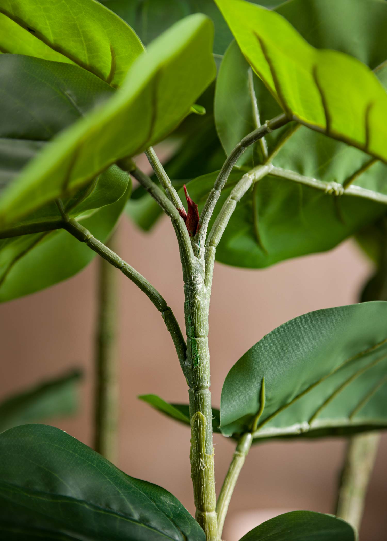 Dettaglio-Innesto-Foglie-Pianta-Ficus-Umbellata
