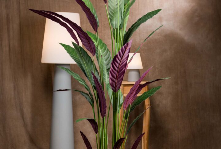 Stromanthe-Thalia-Pianta-Artificiale-Vista-Frontale