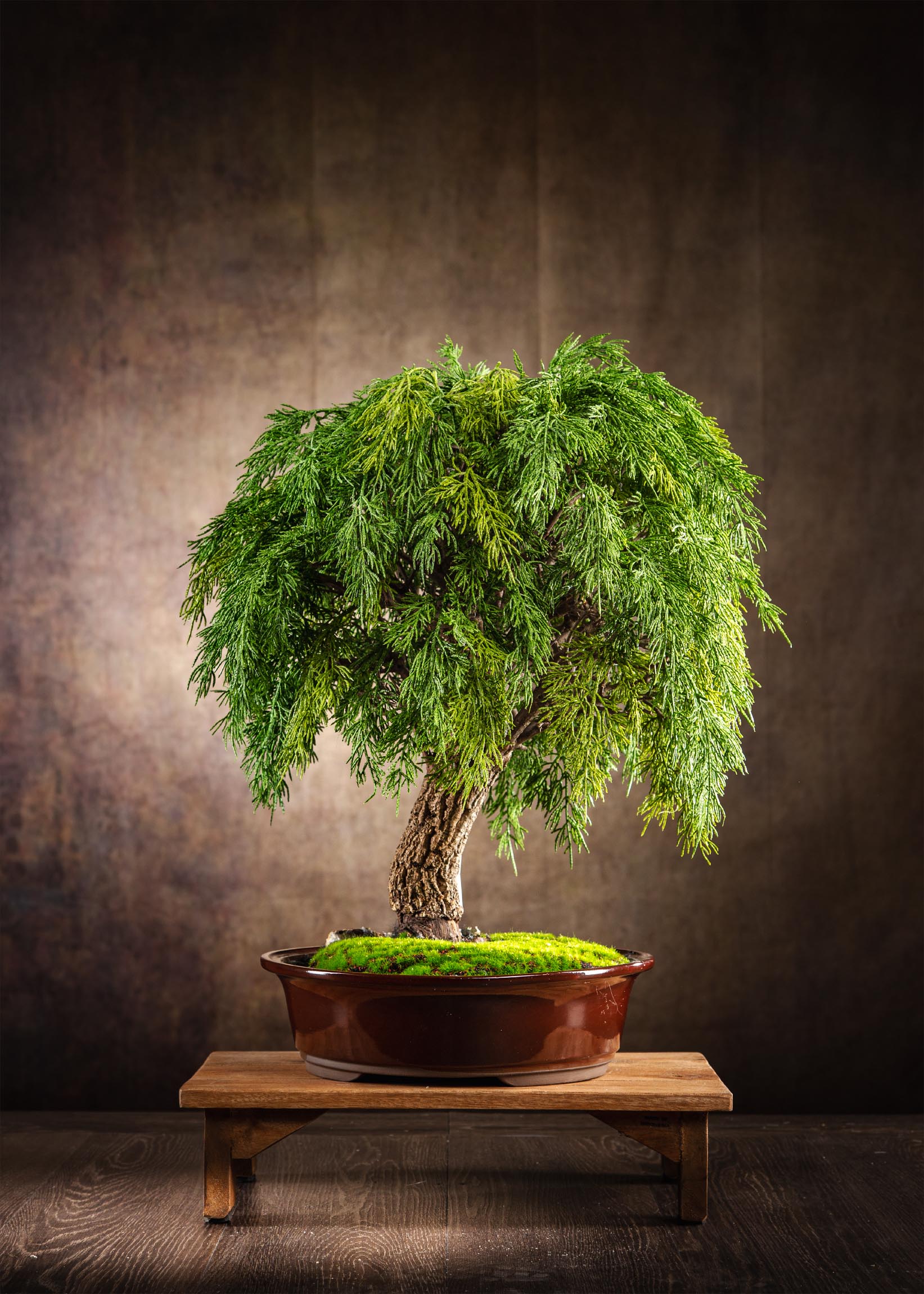 _MG_7449-Arte Fiore-Bonsai-artificiali-realistici-bonsai-finti