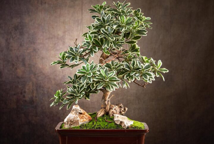 bonsai artificiale finto di pitosforo