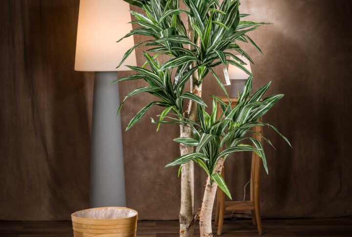 Immagine di pianta di dracena bausei artificiale Tipo A o Tronco Felicita-vista prodotto