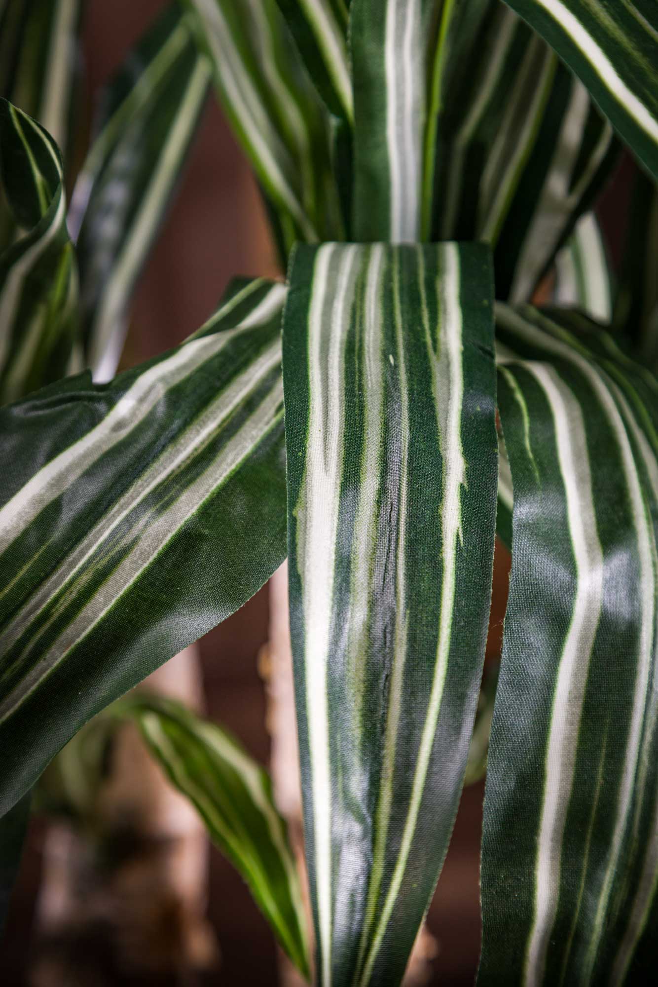 Pianta di Dracena Marginata Artificiale - Alta qualità su tronco vero.