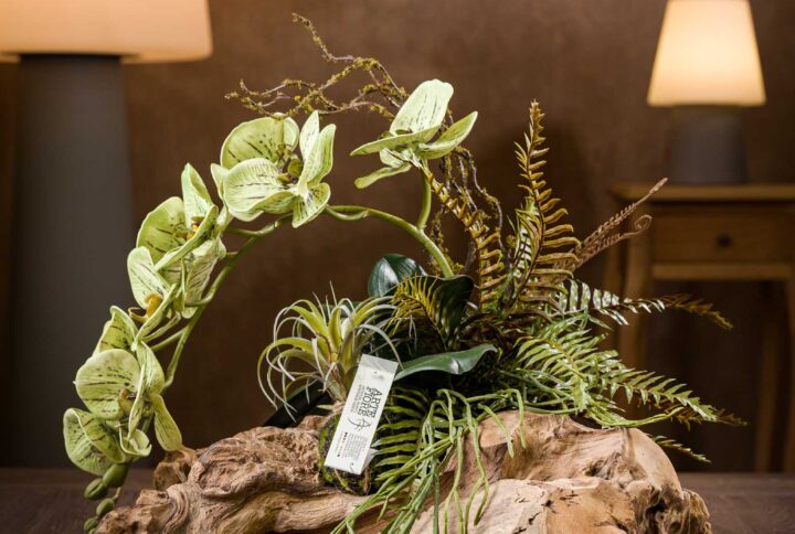 Orchidea-Finta-Che-Sembra-Vera-Vista-Frontale