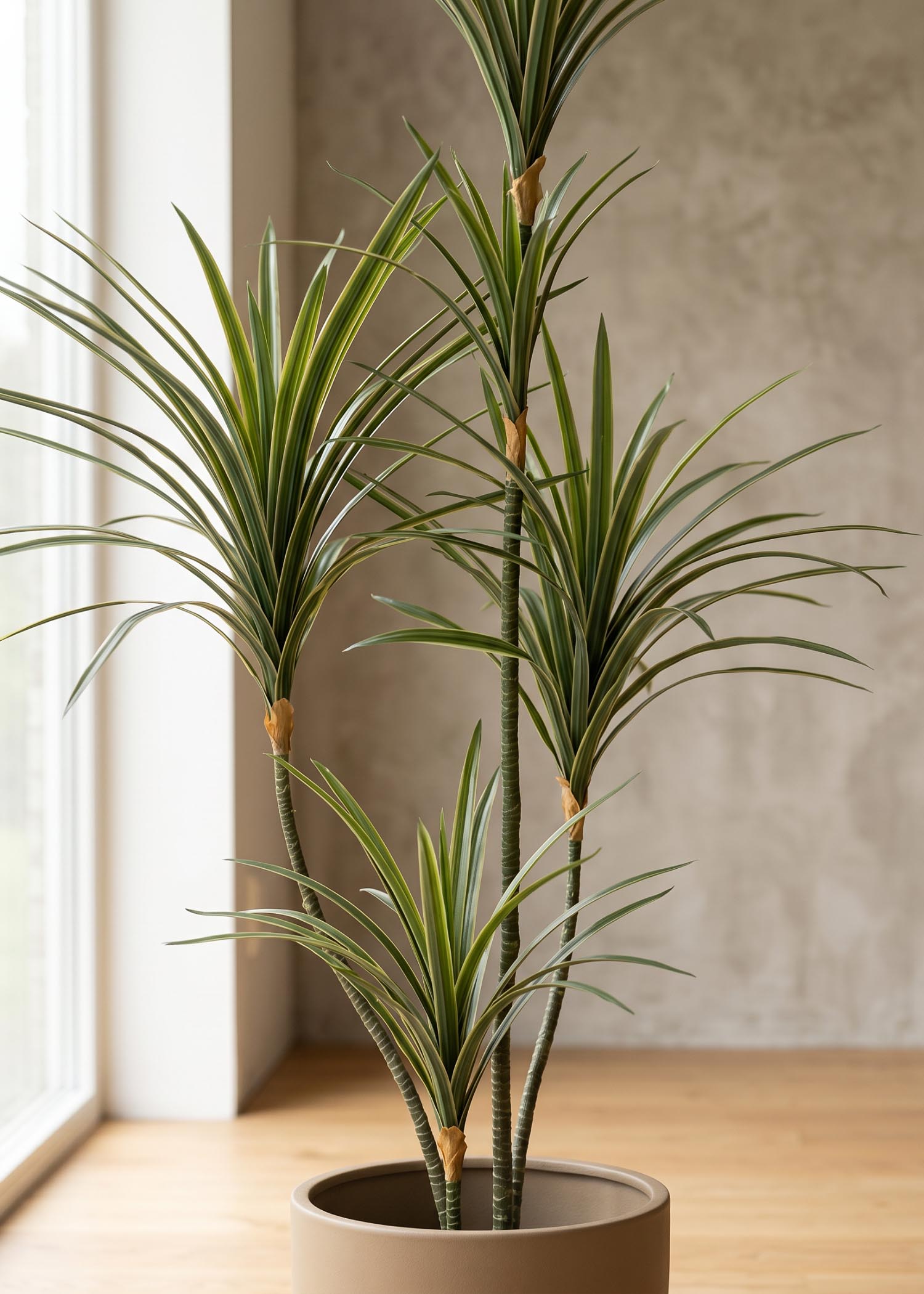 dracena artificiale Arte Fiore ambientata finestra laterale