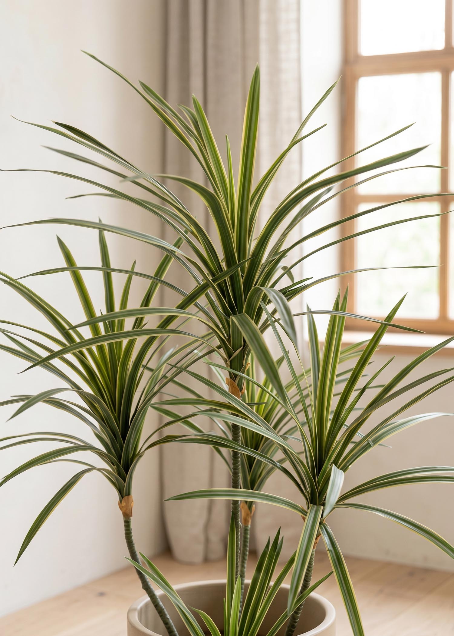 dracena artificiale Arte Fiore ambientata luce naturale