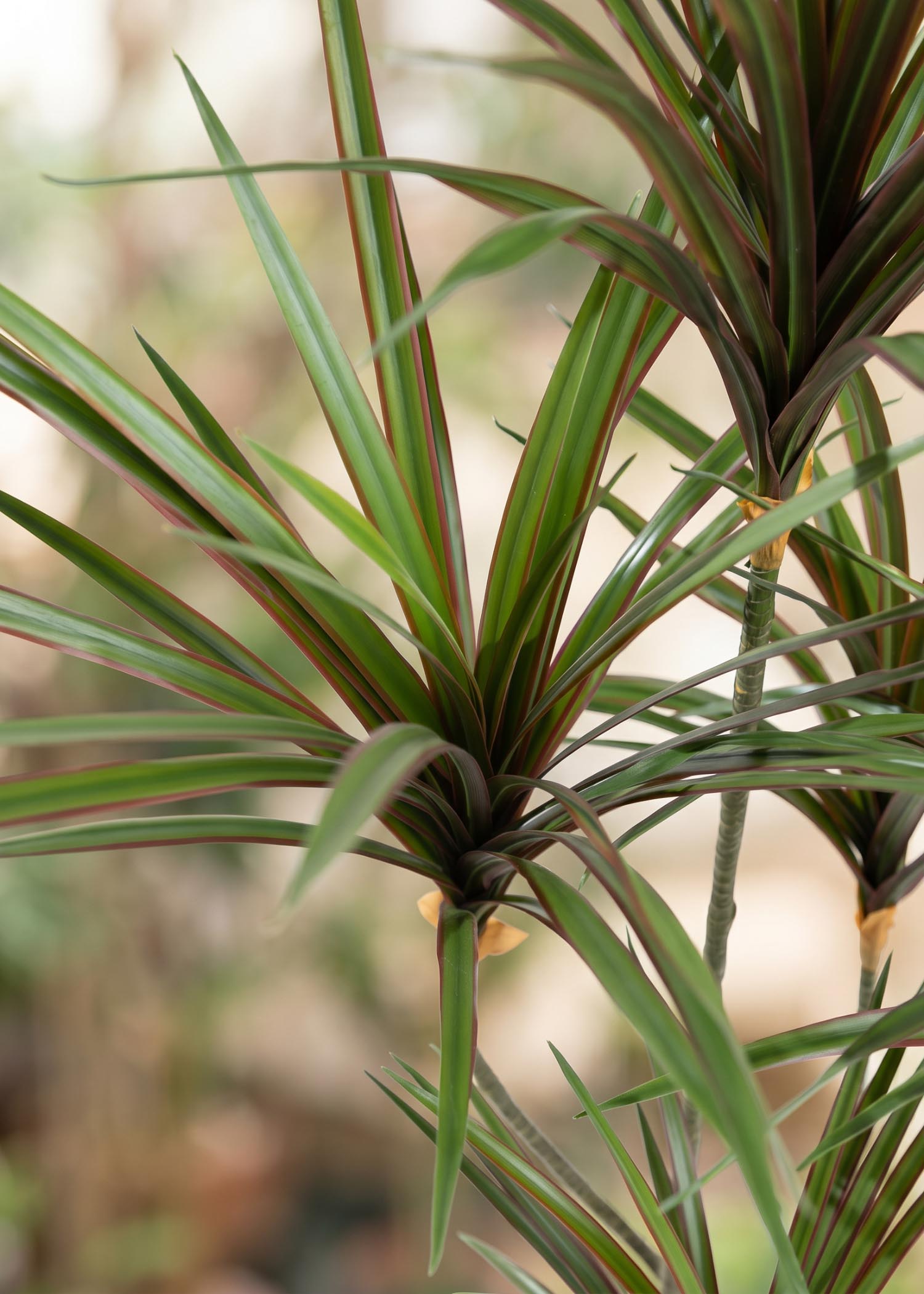 dracena artificiale Arte Fiore dettaglio foglie rossastre