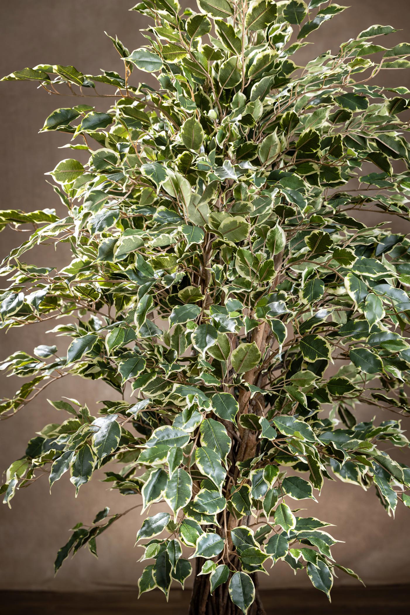 ficus benjamin artificiale variegato Arte Fiore dettaglio chioma