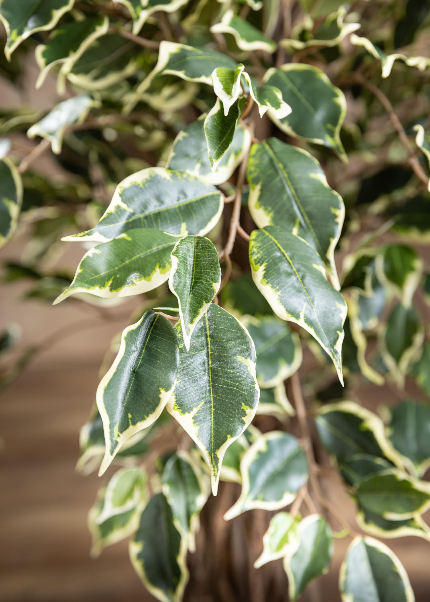 ficus benjamin artificiale variegato Arte Fiore dettaglio foglia
