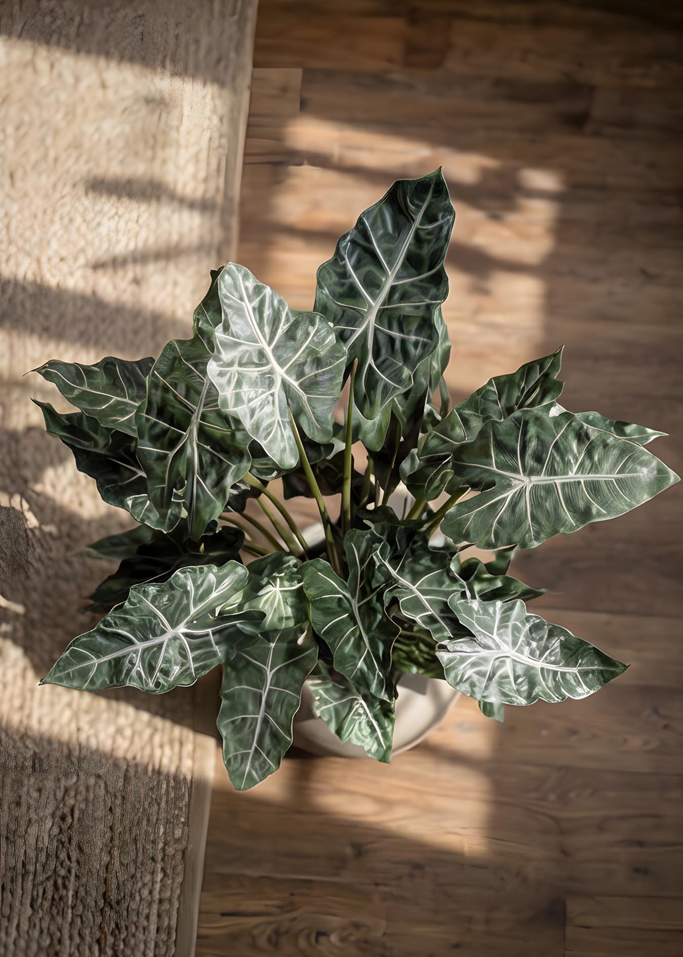 pianta artificiale di alocasia vista dall alto