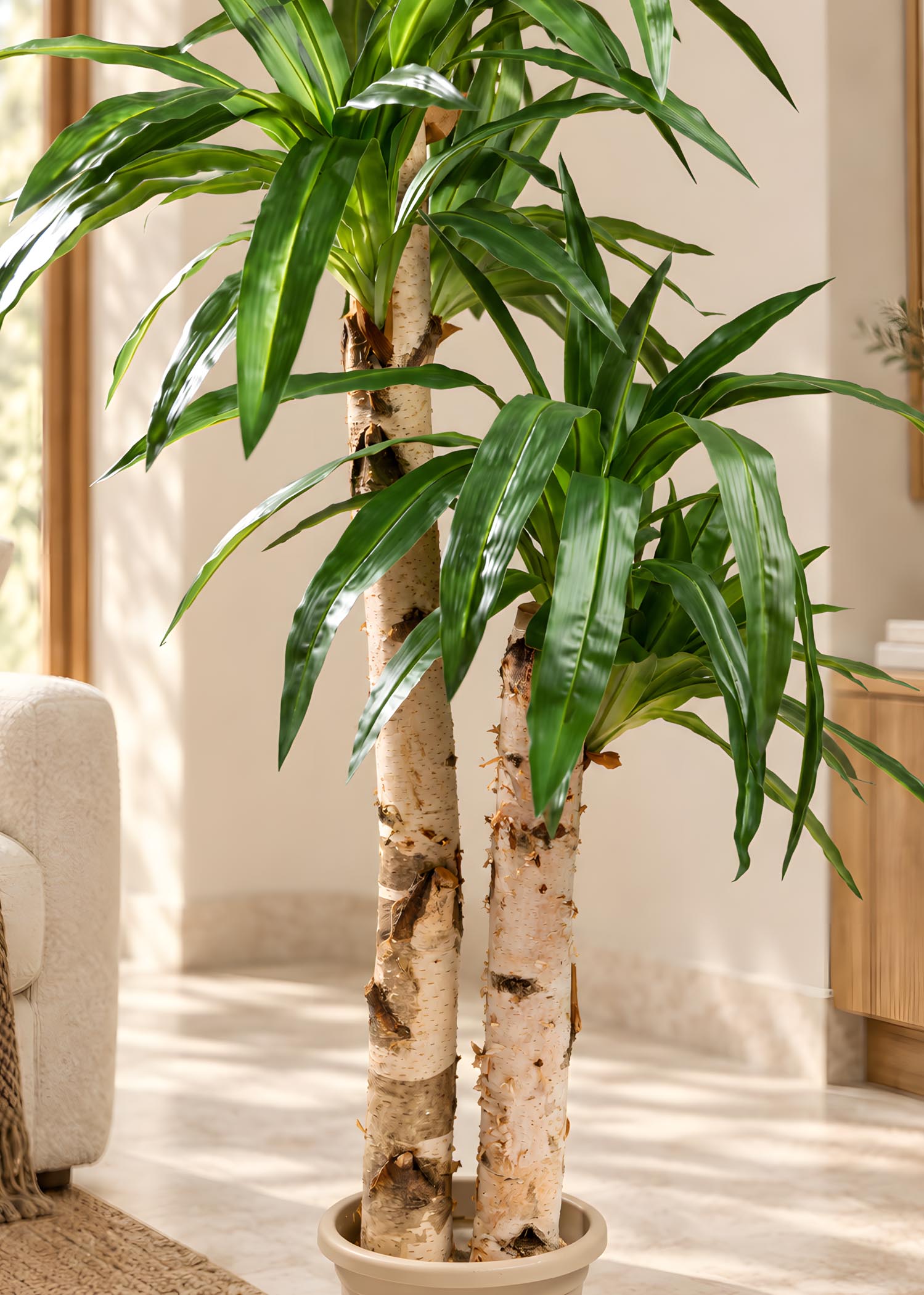 Dracena artificiale – dettaglio tronchi di betulla